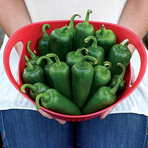 Park Seed Whopper peppers on the plant ready to harvest for salsa and grilling.