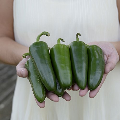 Park Seed Whopper jalapeños show large fruit ideal for stuffing and slicing.