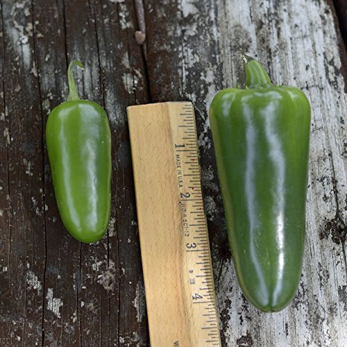 Park Seed Whopper seed pack ready for indoor sowing or outdoor planting.
