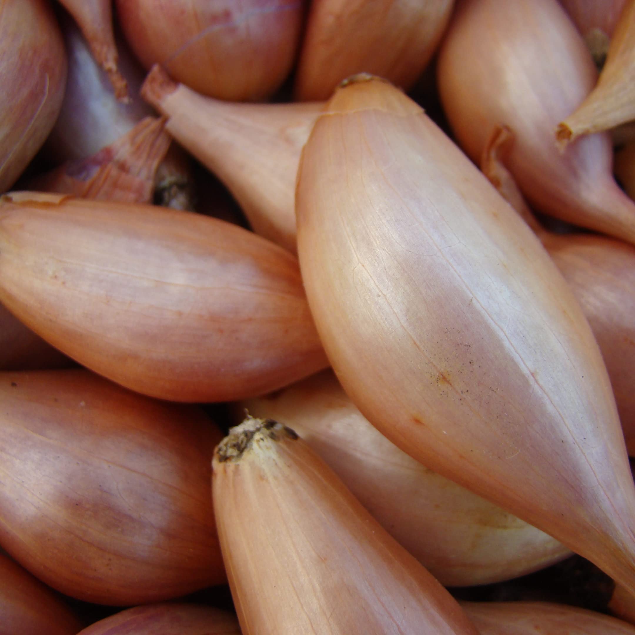 Park Seed Zebrune shallot in garden row demonstrates compact, productive spacing