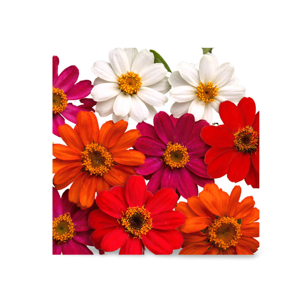 Park Seed Profusion zinnia mix blooms in sunny beds, attracting butterflies.