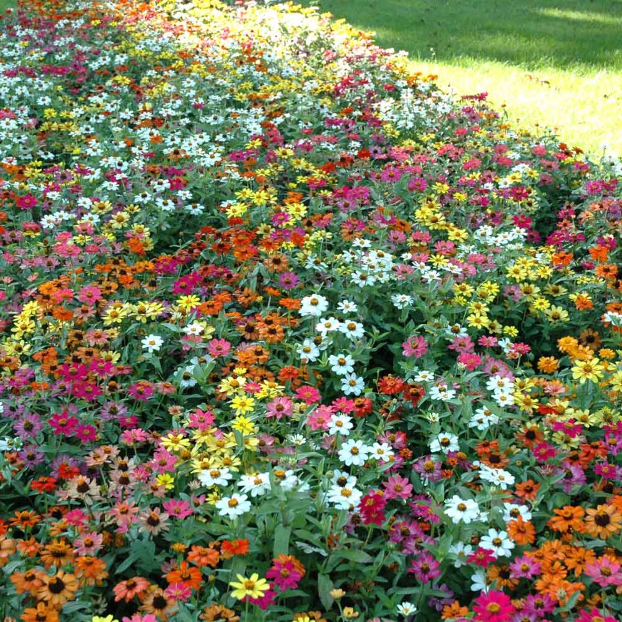 Park Seed Profusion zinnia mix makes vibrant cut flowers for arrangements.