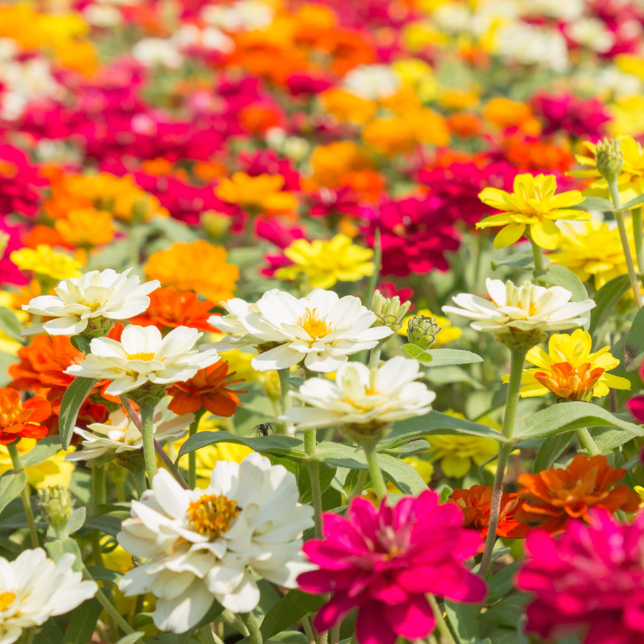 Park Seed Profusion zinnia mix thrives in full sun and well-drained soil.