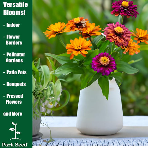 Park Seed Zinnia Zinderella Purple blooms grouped for border drama.