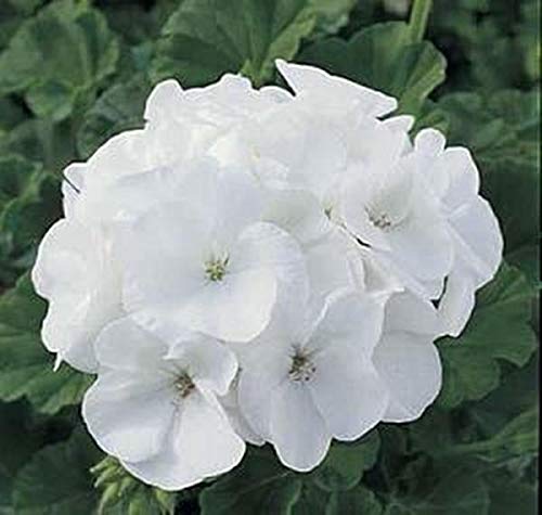 Pase Seeds Geranium Zonal Maverick White seeds seed packet for easy container gardening.