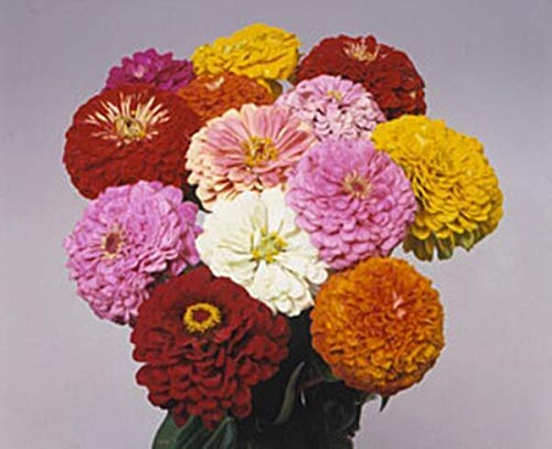 Pase Seeds Zinnia Benary Giant Mix blooms showcase vibrant, long-lasting color for borders and cut flowers.