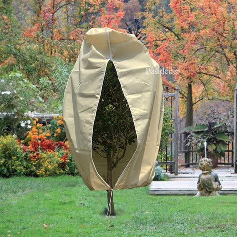 Pasidener palm tree and shrub cover simplifies winter protection