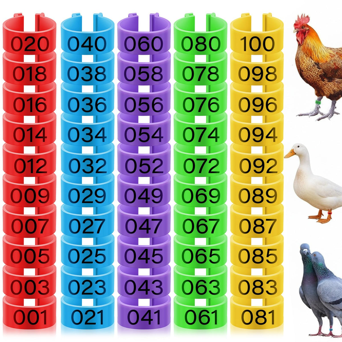 Patelai 16mm chicken leg rings colorful pack helps quick bird identification in the yard.