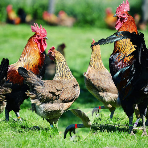 Patelai purple color rings aid quick separation of different birds.