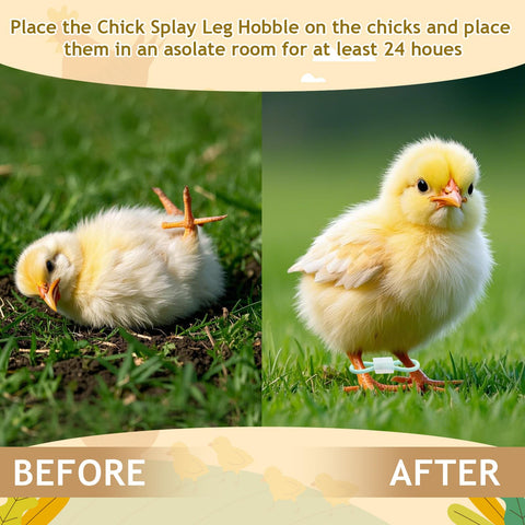 Patelai adjustable poultry leg bands for 1-3 day chicks enable comfortable brace adjustment
