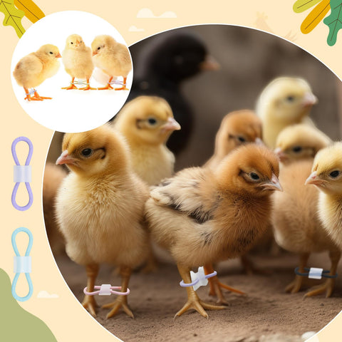Patelai chick care leg band kit provides gentle leg stabilization for day-old birds