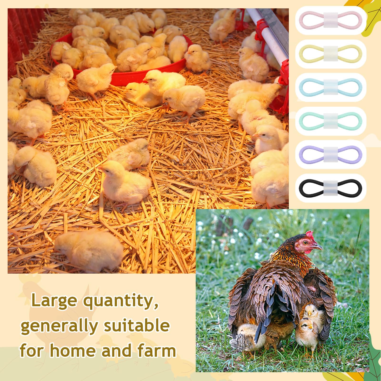 Patelai color-coded leg bands help quick identification of chicks in a brood