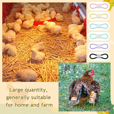 Patelai color-coded leg bands help quick identification of chicks in a brood
