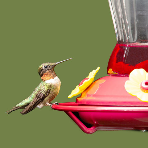 Patelai anti slip perch design provides a resting spot.