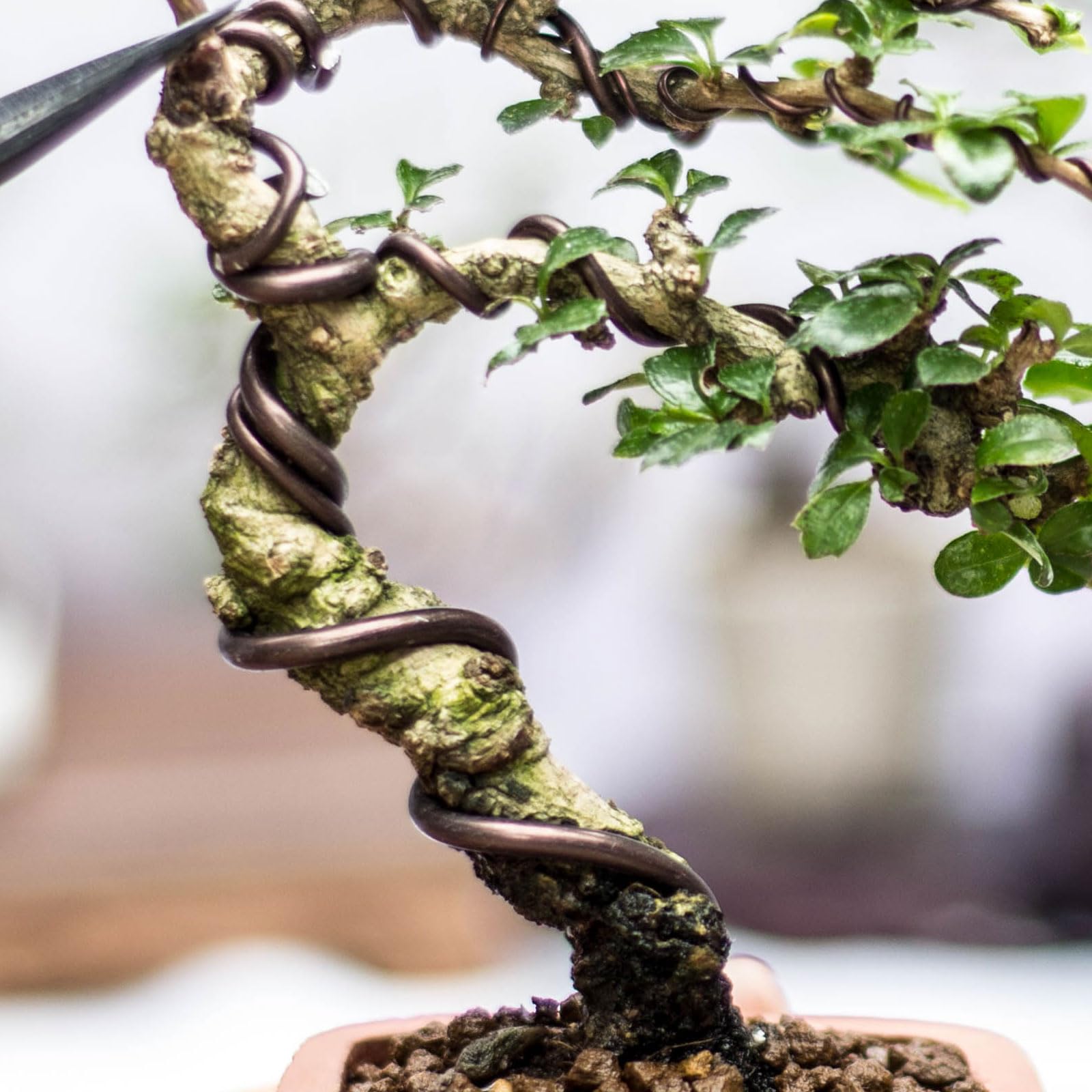 PATIKIL bonsai wire in use on branches fixing growth and form.