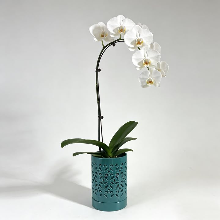Pavtner ceramic pot ideal for repotting and display