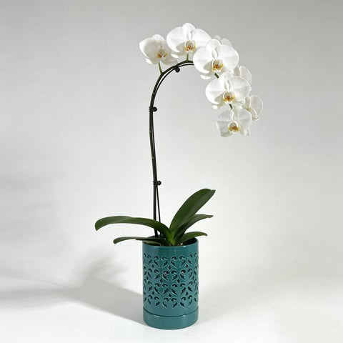 Pavtner ceramic pot ideal for repotting and display