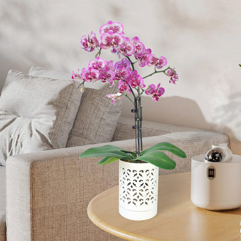 Pavtner hand glazed orchid pot emphasizes a minimalist indoor display.