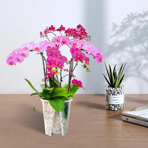 Pavtner orchid pot 6-3 inch clear with holes, ideal for larger orchids and repotting.