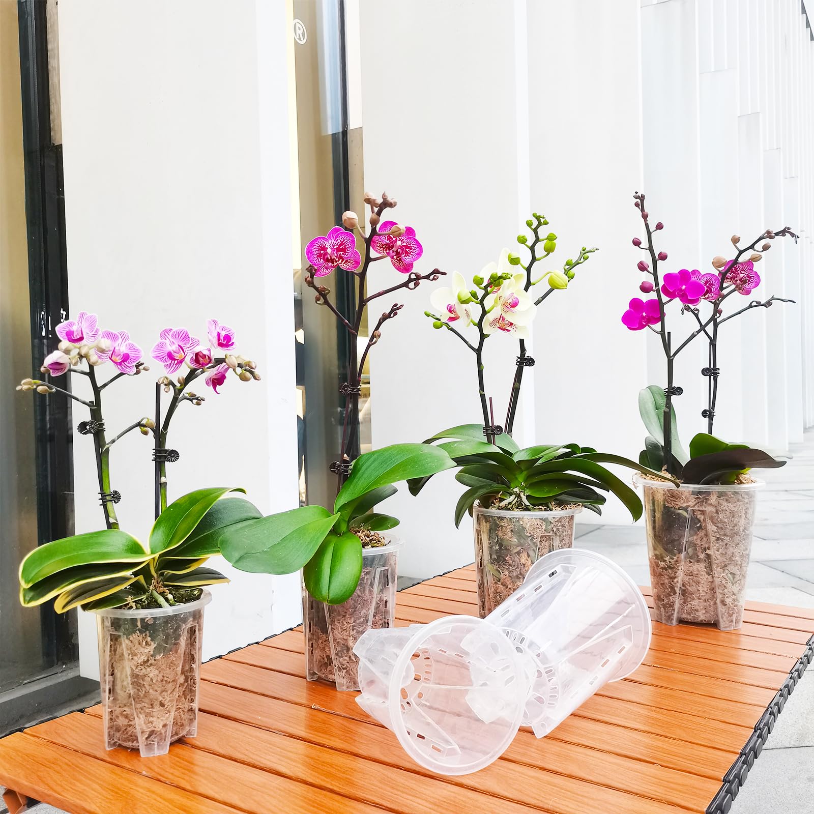 Pavtner orchid pot 8-pack clear, showcases roots while potting and rearranging orchids.