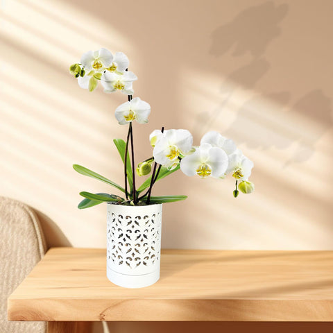 Pavtner orchid pot with drainage hole and attached saucer.
