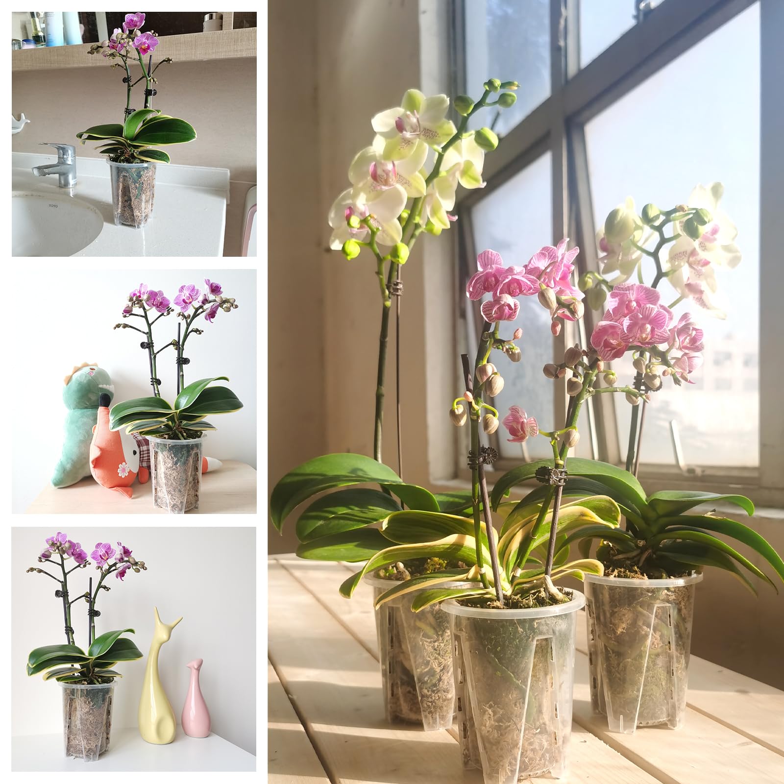 Pavtner orchid pot suitable for indoor and outdoor use