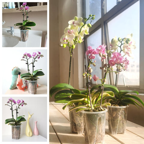 Pavtner orchid pot suitable for indoor and outdoor use
