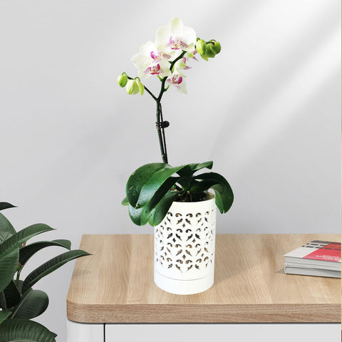 Pavtner orchid pot with attached saucer protects surfaces and spills.