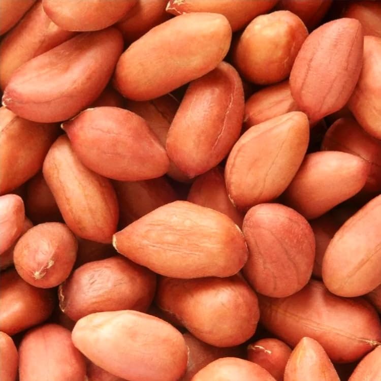 PeavyTailor 120-seed peanut seeds ready for planting and jumbo pod potential.