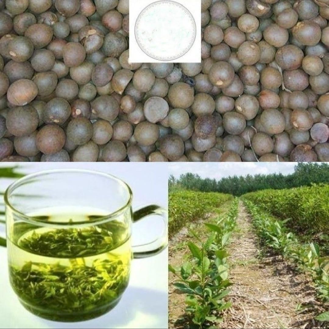PeavyTailor camellia sinensis seeds pack for home tea garden growth.
