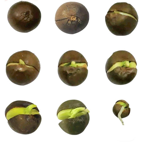 PeavyTailor emerging seedlings with true leaves after germination.