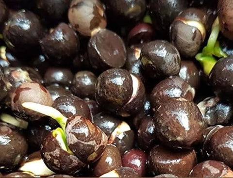 PeavyTailor hull cracking cue as seeds ready to sow.