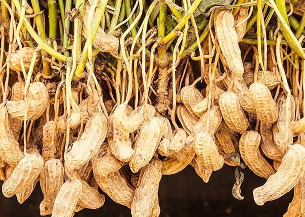 PeavyTailor peanut plants mature in about 120-135 days.