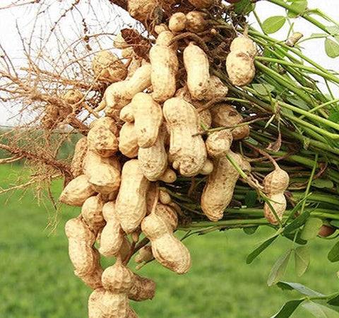 Non-GMO seeds with disease resistance and weather tolerance from PeavyTailor.