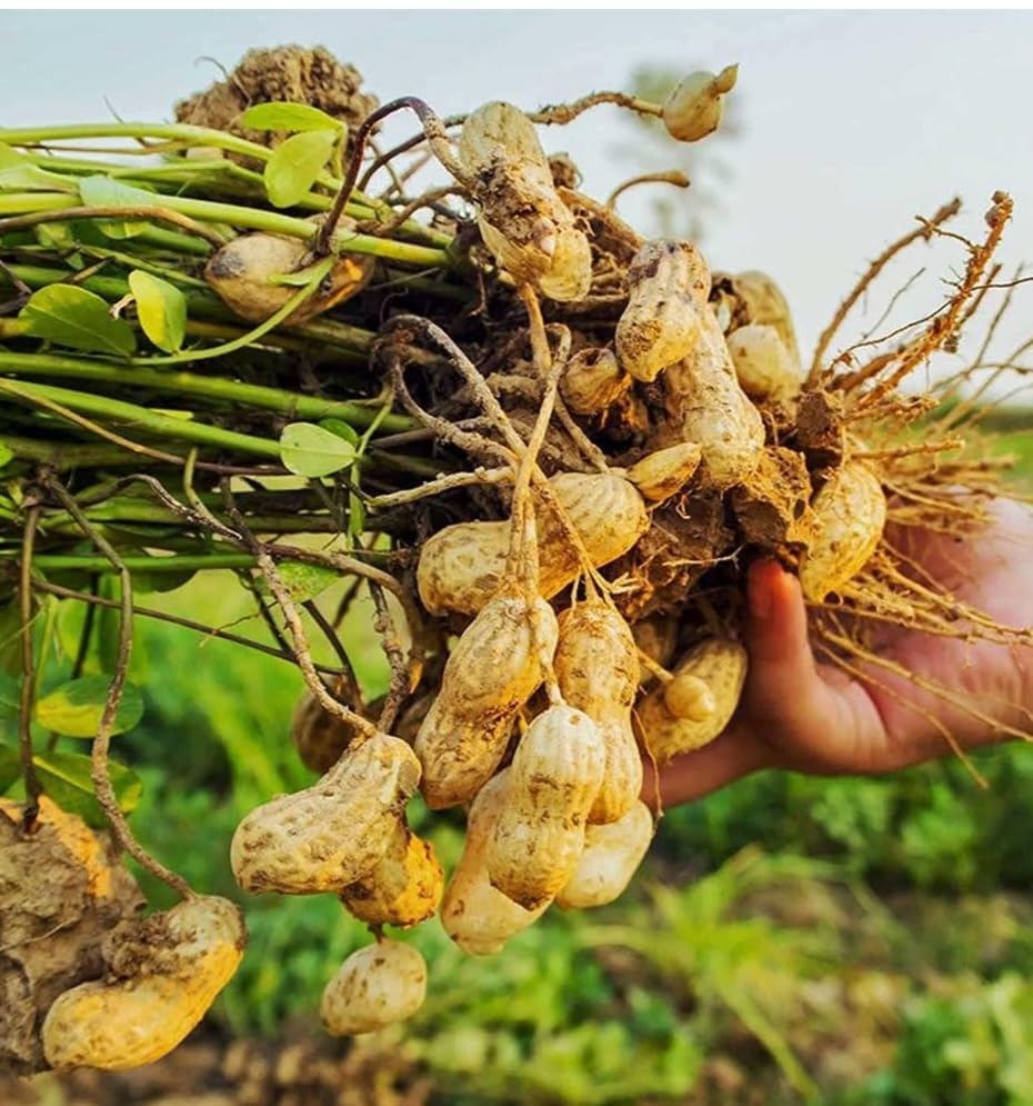 PeavyTailor peanut seeds with yellow flowers indicating healthy growth.