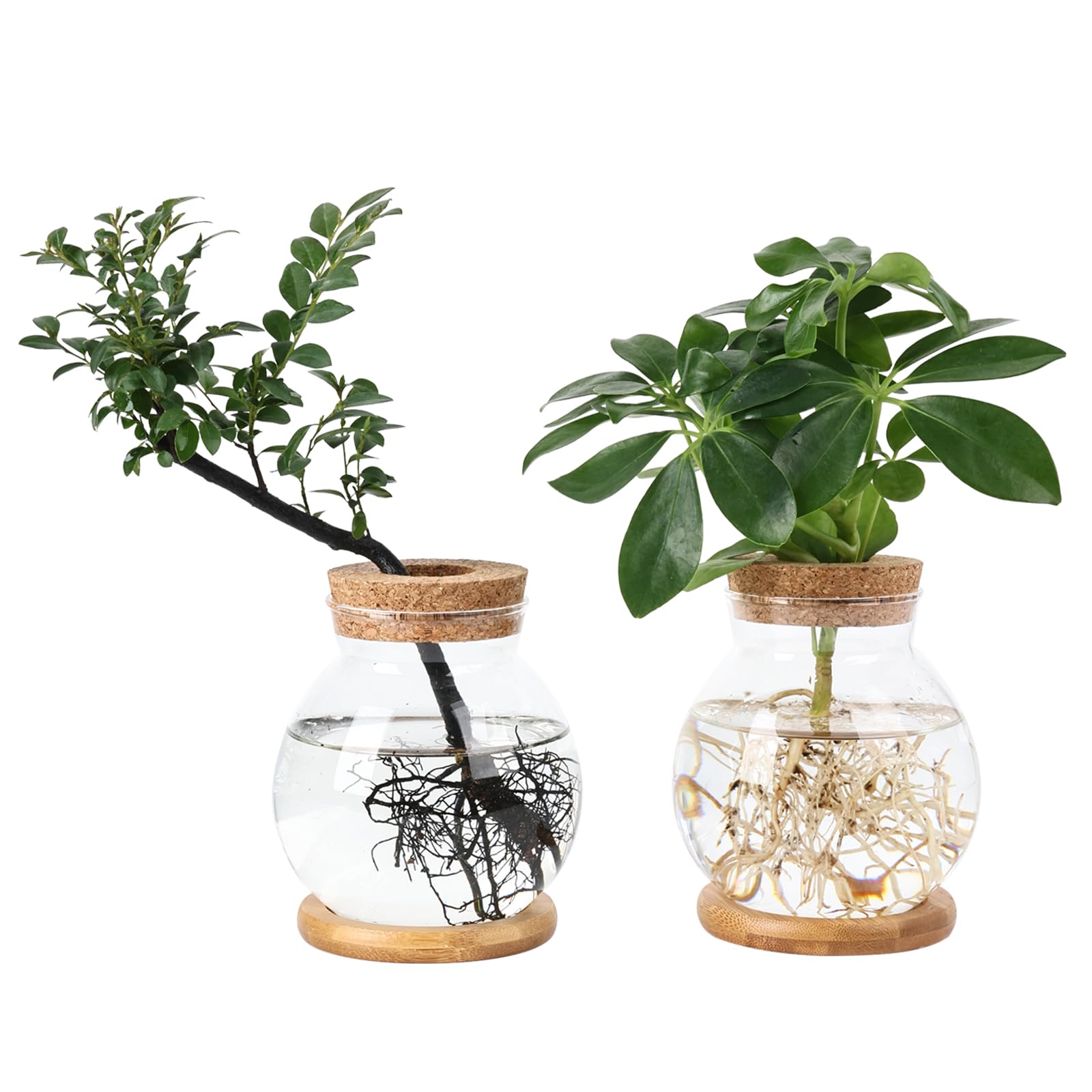 Pechaut Propagation Station large ball vase base showing spacious root growth for hydroponic plants