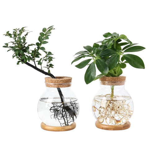 Pechaut Propagation Station large ball vase base showing spacious root growth for hydroponic plants