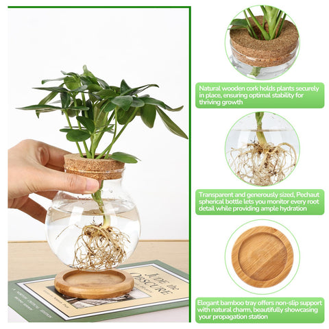Pechaut Propagation Station water propagation ideal for thriving water-rooted plants