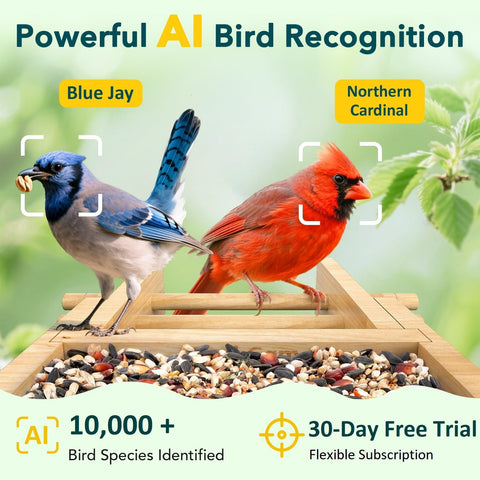 PeckCam Bird Feeder camera with solar panel for continuous power.