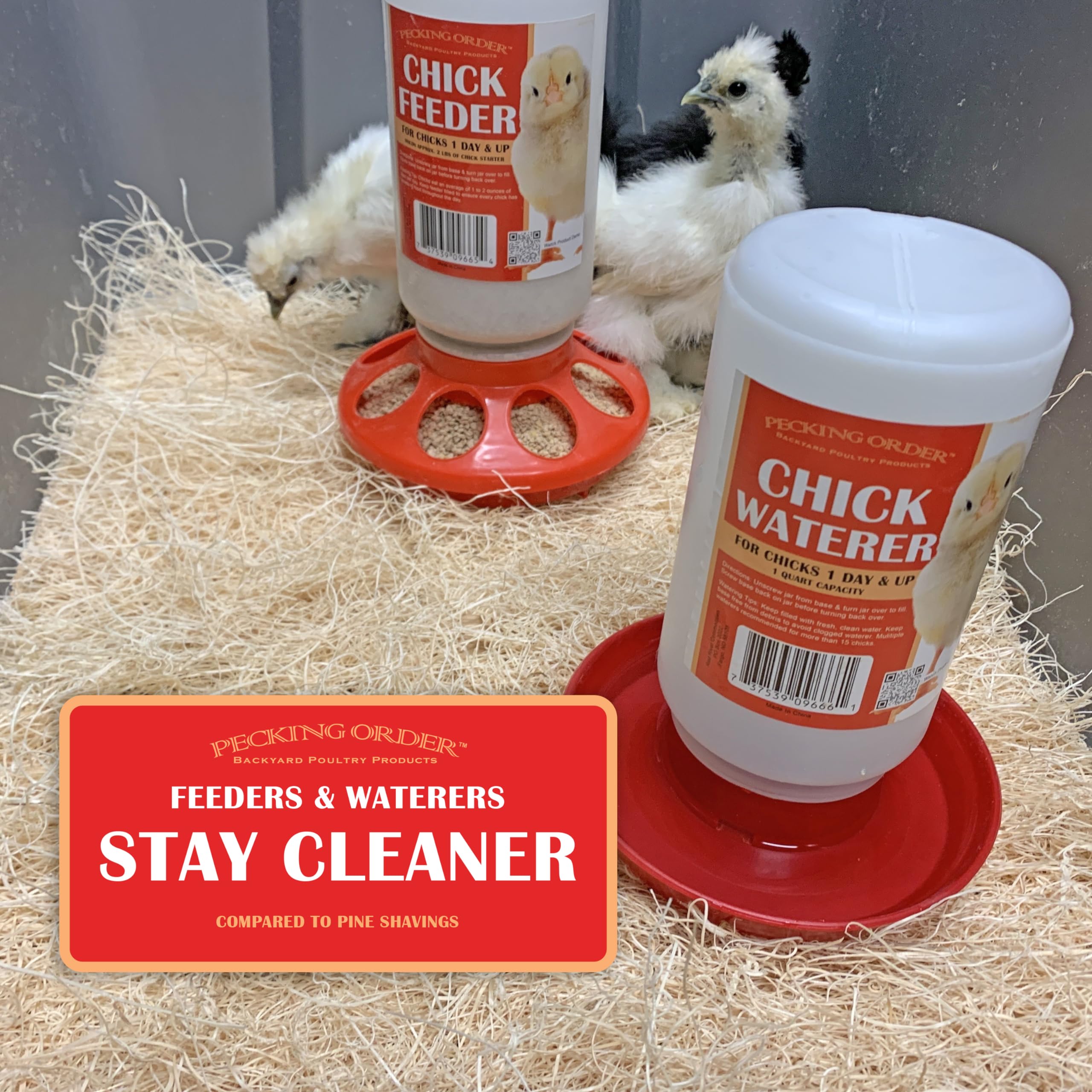 Pecking Order excelsior bedding in a chick brooder keeps feeders and waterers clean.