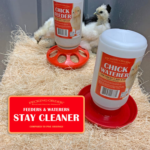 Pecking Order excelsior bedding in a chick brooder keeps feeders and waterers clean.