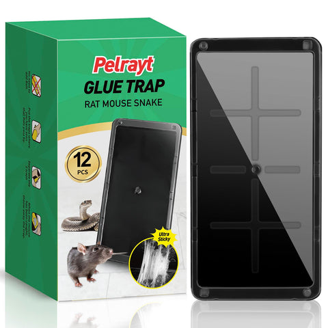 Pelrayt glue trap indoor setup for quick home pest capture.