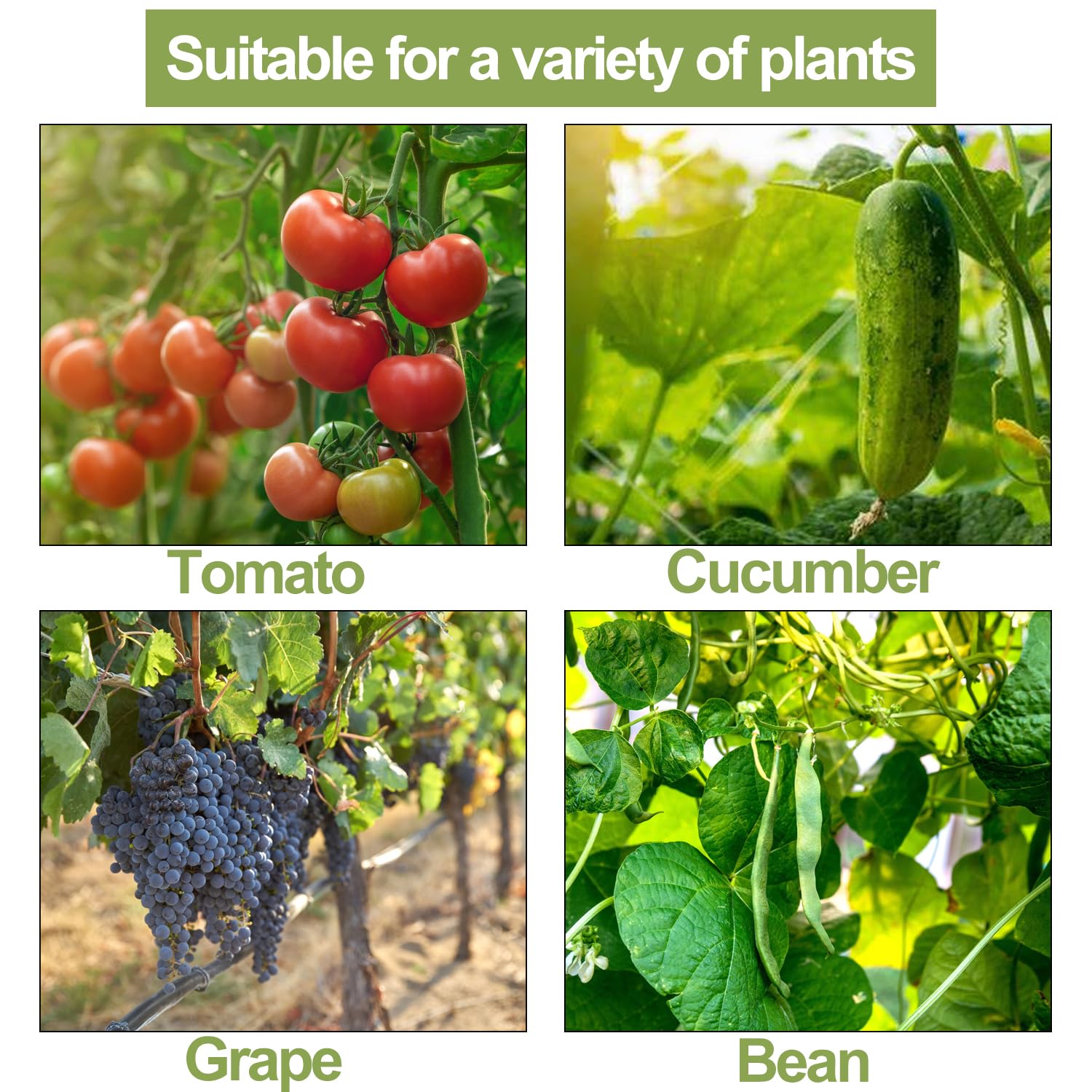 Pemaly vine growth-support improves airflow and reduces tangling in dense plantings.