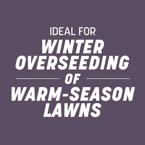 Southern lawn with winter color from Pennington Annual Ryegrass.