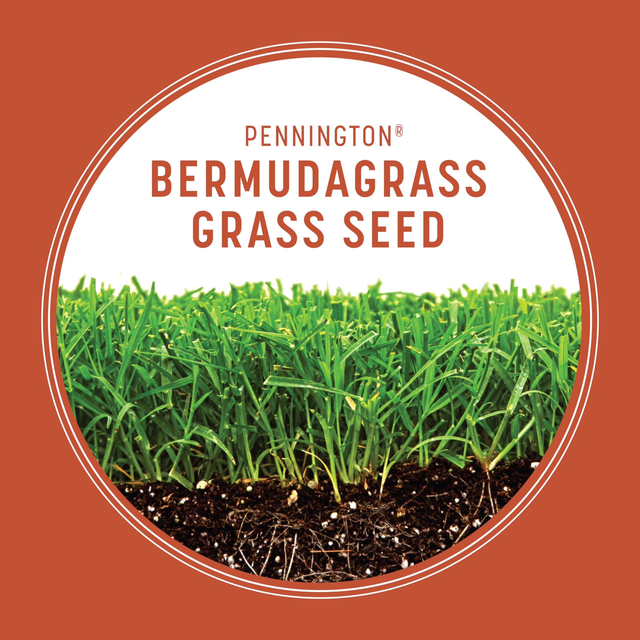 Pennington Bermudagrass seed close-up showing seed texture for dense turf.