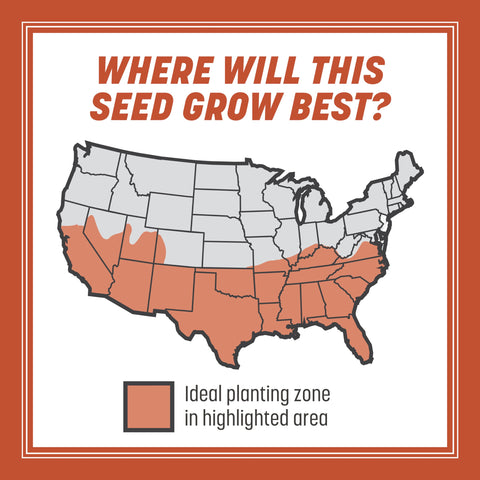 Pennington Bermudagrass seed creates dense, green turf for high-traffic areas.