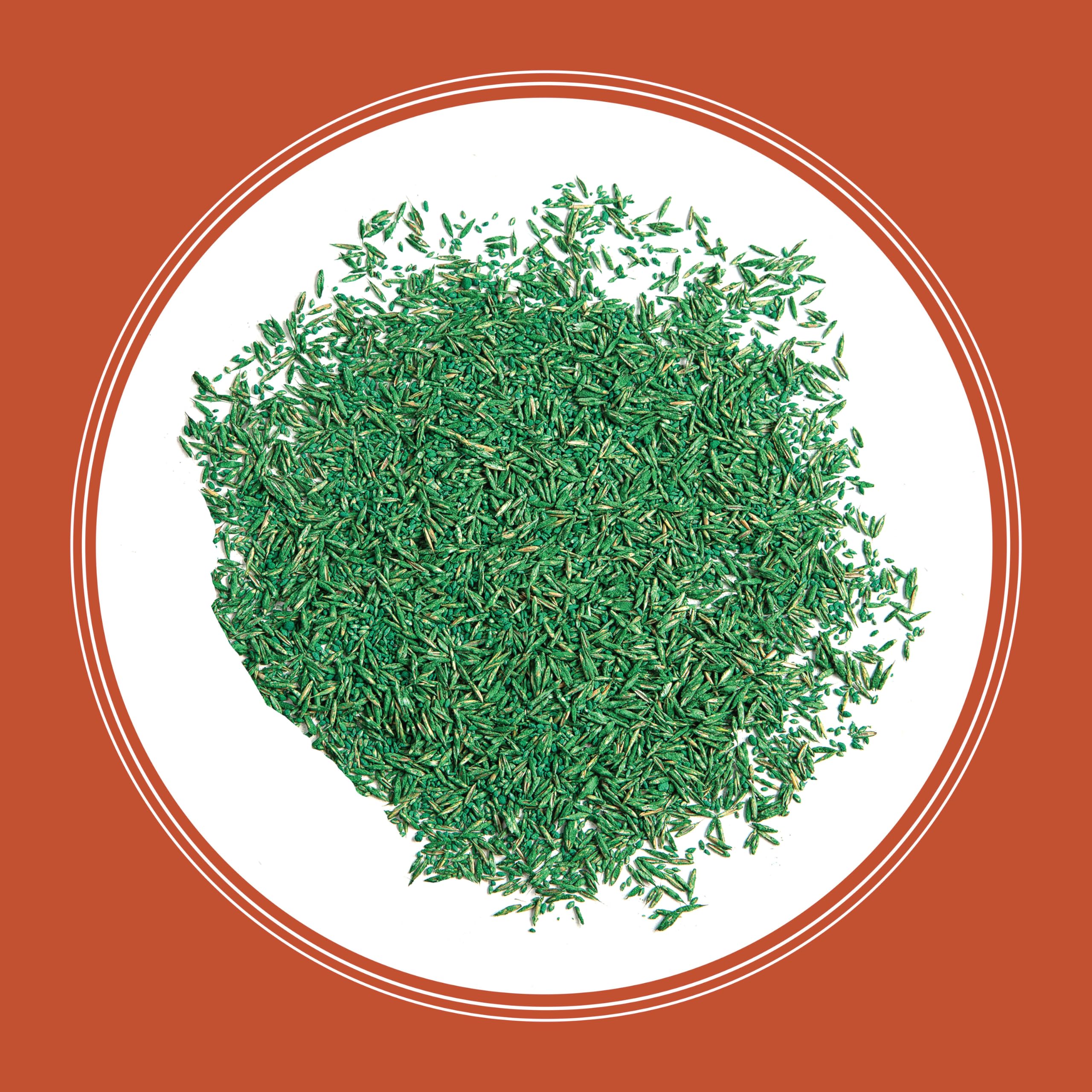 Pennington Bermudagrass seed helps overseed coverage efficiently.