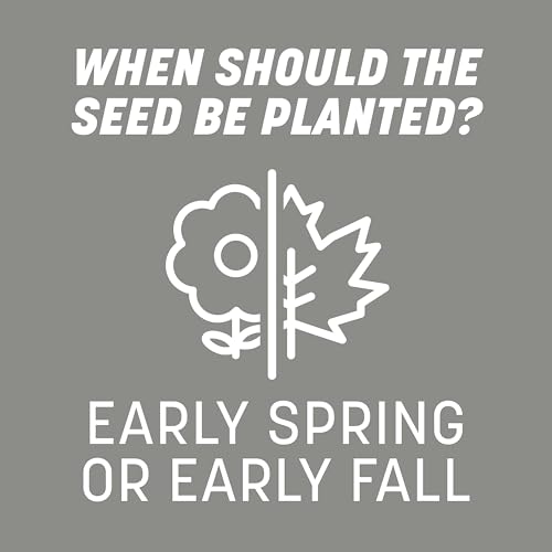 Germination timeline illustration on Pennington Contractors Grass Seed Mix Northern packaging.