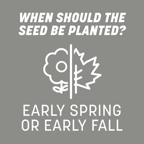Germination timeline illustration on Pennington Contractors Grass Seed Mix Northern packaging.