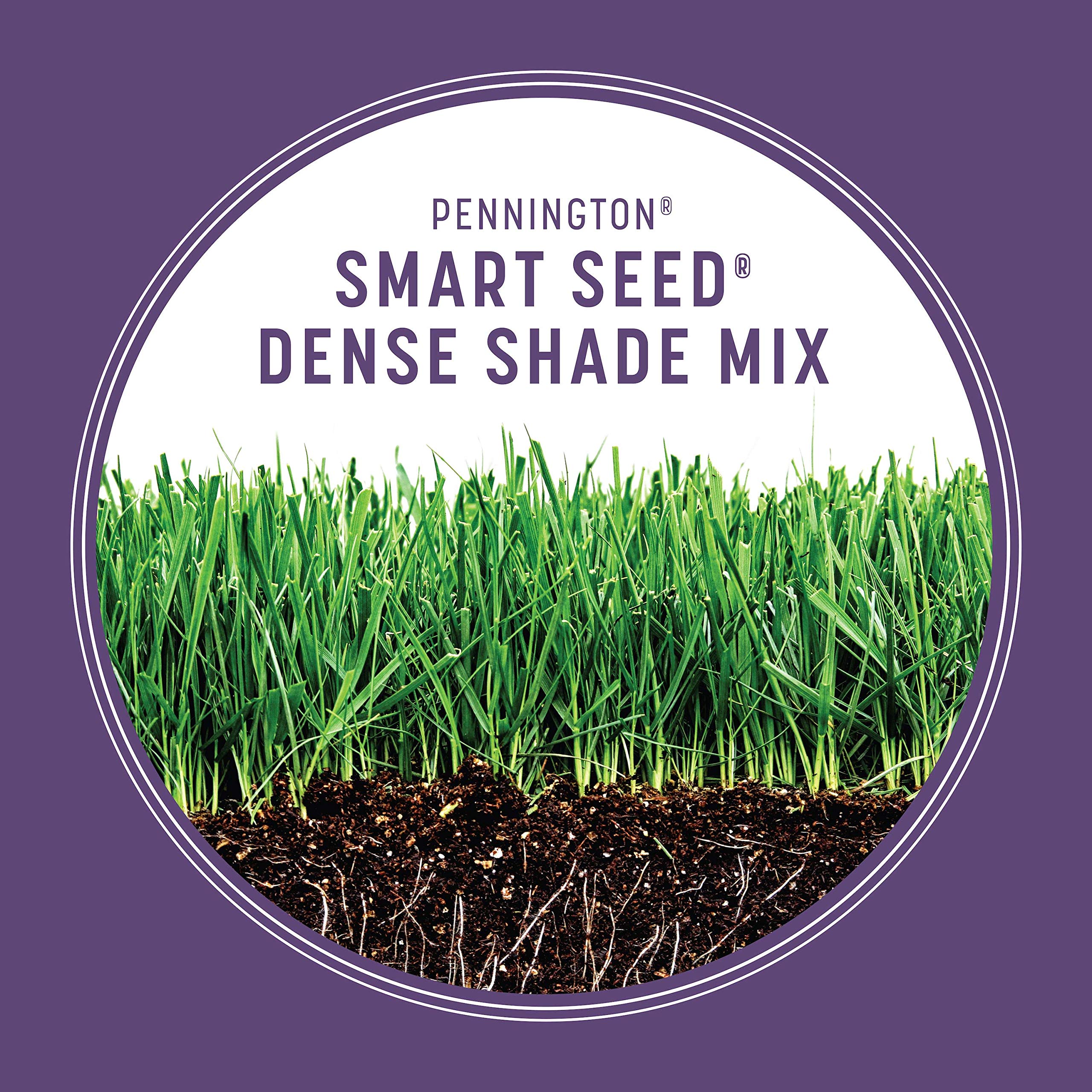 Durable Pennington Dense Shade lawn growing under shade